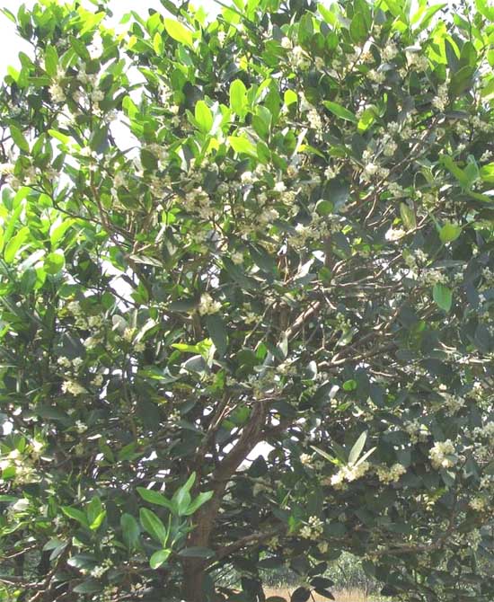 Bombay Atalantia Plant Sacred In Hindu Religion Hindu Blog bombay-atalantia-plant-sacred-in-hindu-religion-hindu-blog